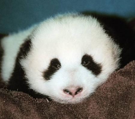 Bébé Panda